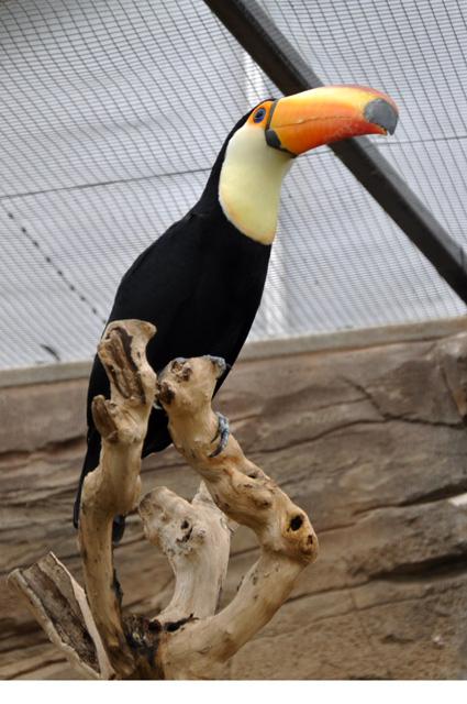 min 2013 07 06 beauval 086